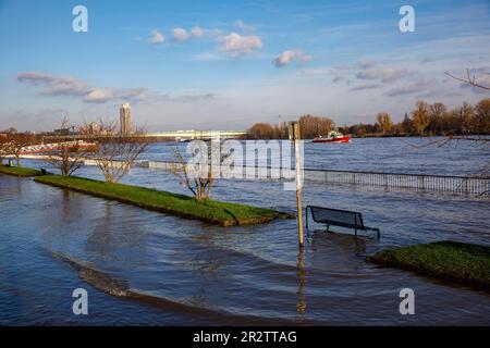 Cologne, Allemagne, 18 janvier. 2023, inondation du Rhin, en arrière-plan le pont du zoo et la tour de Colonia. Koeln, Allemagne, 1 Banque D'Images