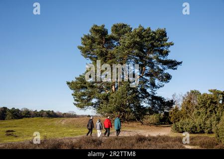 Vieux pin dans la lande de Westruper, Haltern am See, Rhénanie-du-Nord-Westphalie, Allemagne. alte Kiefer in der Westruper Heide, Haltern am See, Nordrhein-West Banque D'Images