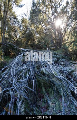 La lande de Westruper, le givre sur les buissons de genévrier, Haltern am See, Rhénanie-du-Nord-Westphalie, Allemagne. Die Westruper Heide, Rauhreif auf Wacholderstraeuch Banque D'Images