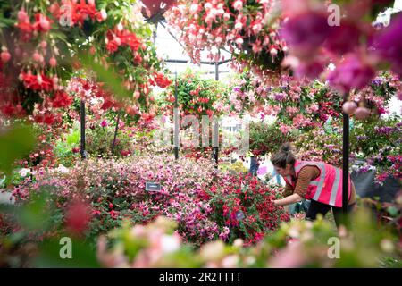 Les préparatifs sont en cours avant le RHS Chelsea Flower Show au Royal Hospital Chelsea à Londres. Date de la photo: Dimanche 21 mai 2023. Banque D'Images