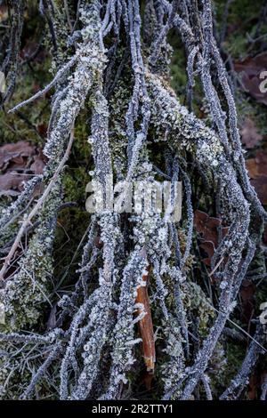 La lande de Westruper, le givre sur les buissons de genévrier, Haltern am See, Rhénanie-du-Nord-Westphalie, Allemagne. Die Westruper Heide, Rauhreif auf Wacholderstraeuch Banque D'Images