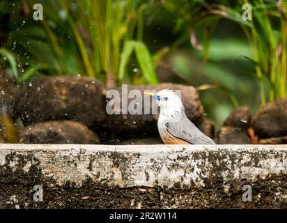 Un malabar étoilé perché sur une branche à la périphérie des forêts de Thattekad, Kerala Banque D'Images