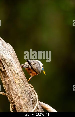 Un malabar étoilé perché sur une branche à la périphérie des forêts de Thattekad, Kerala Banque D'Images