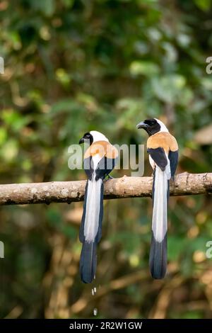 Une paire d'arbres à ventre blanc perchés sur une branche d'arbre à la périphérie de Thattekad, Kerala Banque D'Images