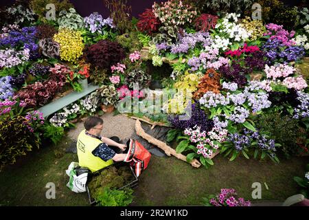 Les préparatifs sont en cours avant le RHS Chelsea Flower Show au Royal Hospital Chelsea à Londres. Date de la photo: Dimanche 21 mai 2023. Banque D'Images