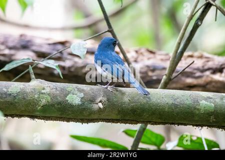 Un Tickerls bleu flycatcher perché sur une petite branche à la périphérie de Thattekad, Munnar Banque D'Images