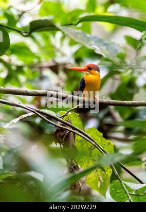 Un nain oriental Kingfisher aka ODKF perché sur une petite branche dans les jungles profondes à la périphérie de Thattekad, Kerala Banque D'Images