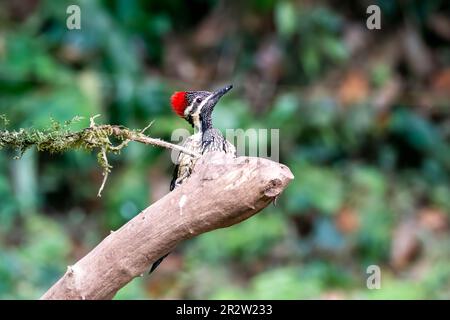 Une plus grande flamme perchée sur une branche d'arbre à la périphérie de Thattekad, Kerala Banque D'Images