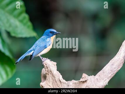 Un Tickerls bleu flycatcher perché sur une petite branche à la périphérie de Thattekad, Munnar Banque D'Images