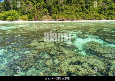 Korallenriff am Traumstrand Ao-niang auf der Insel Koh Kradan in der Andamanensee, 2023 zum schönsten Strand der welt gewählt, Thaïlande, Asie | Co Banque D'Images