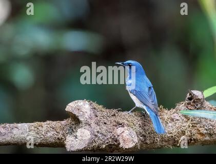 Un Tickerls bleu flycatcher perché sur une petite branche à la périphérie de Thattekad, Munnar Banque D'Images