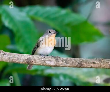 Un attrape-mouche bleu à gorge bleue perché sur une petite branche à l'intérieur des forêts profondes de Thattekad dans le Kerala Banque D'Images