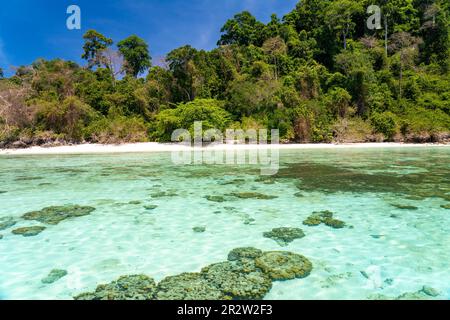 Korallenriff am Traumstrand Ao-niang auf der Insel Koh Kradan in der Andamanensee, 2023 zum schönsten Strand der welt gewählt, Thaïlande, Asie | Co Banque D'Images