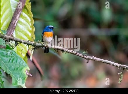 Un attrape-mouche bleu à gorge bleue perché sur une petite branche à l'intérieur des forêts profondes de Thattekad dans le Kerala Banque D'Images