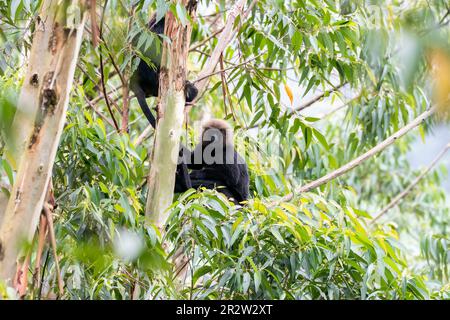 Un Nilgiri Langur assis sur un grand sal arbres à la périphérie de Munnar, Kerala Banque D'Images