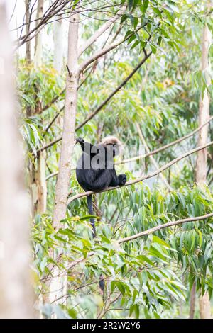 Un Nilgiri Langur assis sur un grand sal arbres à la périphérie de Munnar, Kerala Banque D'Images