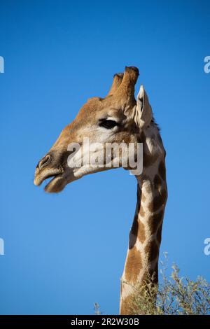 Vue latérale, une girafe du Sud Banque D'Images