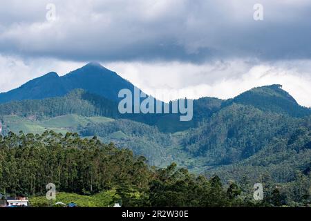Un beau paysage de plantations de thé Munnar à la périphérie de la ville montrant des montagnes verdoyantes Banque D'Images
