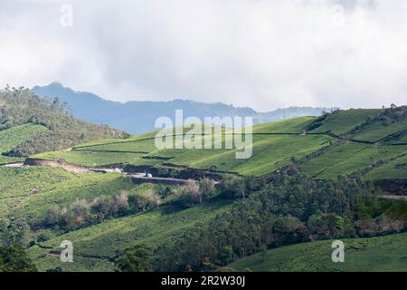 Un beau paysage de plantations de thé Munnar à la périphérie de la ville montrant des montagnes verdoyantes Banque D'Images