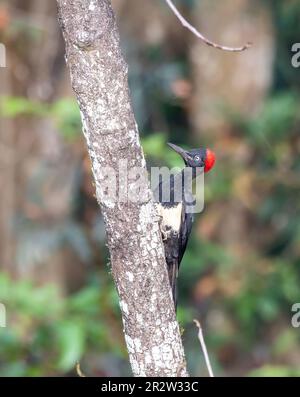 Un pic à ventre blanc perché sur le tronc d'un arbre à la périphérie de Thattekad, Kerala Banque D'Images