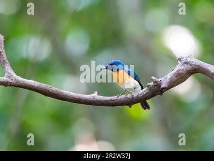 Un Tickerls bleu flycatcher perché sur une petite branche à la périphérie de Thattekad, Munnar Banque D'Images