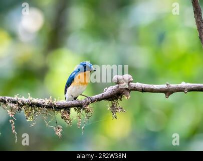 Un Tickerls bleu flycatcher perché sur une petite branche à la périphérie de Thattekad, Munnar Banque D'Images