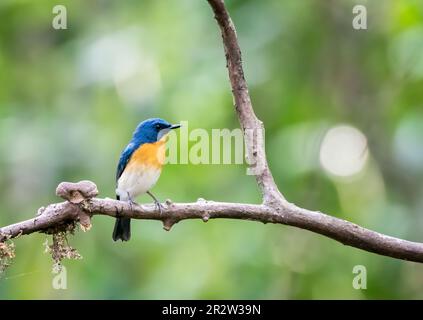 Un Tickerls bleu flycatcher perché sur une petite branche à la périphérie de Thattekad, Munnar Banque D'Images