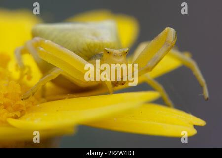 Araignée de crabe femelle (Thomisus onustus) sur une fleur Banque D'Images