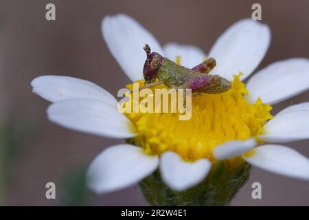 Sauterelle à cornes courtes juvénile (Pezotettix giornae) sur une fleur Banque D'Images