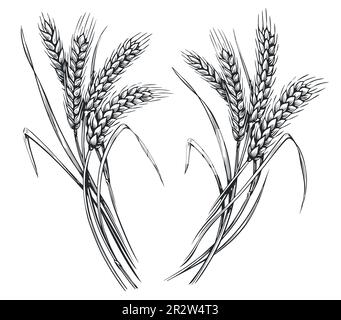 Épis de blé, croquis des épillets. Seigle dessiné à la main dans un style de gravure vintage. Concept de nourriture biologique agricole. Illustration vectorielle Illustration de Vecteur