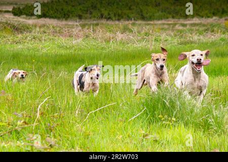 Portmagee, comté de Kerry, Irlande. 21st mai 2023. Beagles en compétition dans une chasse à la traînée, un sport humain local. Comté de Kerry, Irlande crédit: Stephen Power/Alay Live News Banque D'Images