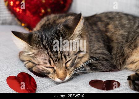 Mignon jeune chat dormant au cœur rouge sur le canapé, le jour de la Saint-Valentin du chat. Banque D'Images