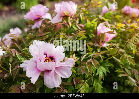 Gros plan de fleurs de pivoine d'arbre en pleine floraison dans le jardin de printemps au coucher du soleil. Fond floral de fleur rose Banque D'Images