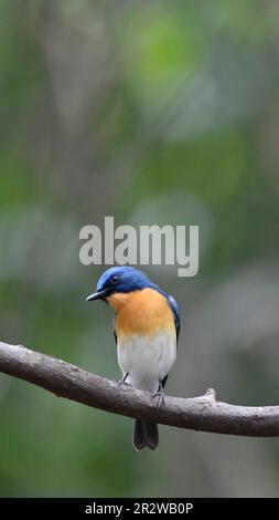 Un Tickerls bleu flycatcher perché sur une petite branche à la périphérie de Thattekad, Munnar Banque D'Images