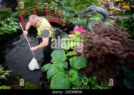 Les préparatifs sont en cours avant le RHS Chelsea Flower Show au Royal Hospital Chelsea à Londres. Date de la photo: Dimanche 21 mai 2023. Banque D'Images