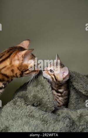 La mère de chat Bengale adulte renifle son petit chaton qui est enveloppé dans une couverture verte confortable. studio tourné sur fond vert avec espace de copie Banque D'Images