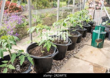 Jeunes Gardener's Delight cordon tomates poussant dans une serre, Angleterre, Royaume-Uni Banque D'Images