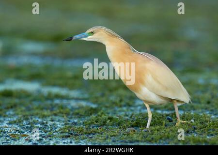 Heron de Spacco (Ardeola ralloides) debout au milieu de la végétation tout en chassant dans le delta du Danube complexe de lagunes Banque D'Images