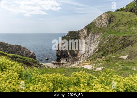 Strates de calcaire pliées à Lulworth Cove, Dorset, Angleterre, Royaume-Uni. Patrimoine mondial de l'UNESCO Banque D'Images