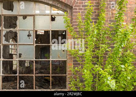 Pologne, Gdansk, chantier naval impérial - 01 mai 2019 : le sentier du chantier naval impérial - grande fenêtre de la salle détruite abandonnée. Banque D'Images