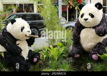 Londres, Royaume-Uni. 21 mai 2023. Les Bamboo Bears de Belgravia par Moyses Stevens sur Elizabeth Street. Le festival Belgravia in Bloom aura lieu à partir de 22-29 mai. De retour pour la huitième fois avec le thème 'Into the Wild', le festival verra Belgravia s'animer avec des installations florales incroyables. Les installations florales locales coïncident avec le RHS Chelsea Flower Show annuel. Credit: Waldemar Sikora/Alay Live News Banque D'Images