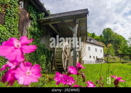 Bad Goisern am Hallstättersee: Moulin à eau Anzenaumühle à Salzkammergut, Oberösterreich, haute-Autriche, Autriche Banque D'Images