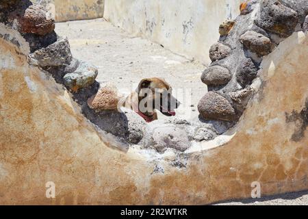 Les ruines de Zapotec anciennes de Yagul, Oaxaca, qui abrite des ruines bien conservées et des vues magnifiques Banque D'Images