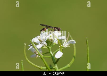 Gros plan minuscule, planque femelle Baccha elongata. Famille des syrphidae. Sur les fleurs de moutarde à l'ail (Alliaria petiolata). Printemps, mai. Jardin hollandais. Banque D'Images