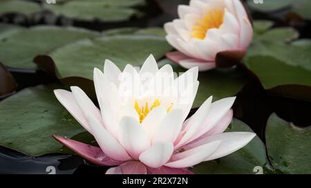 Fleur de lotus légèrement rose dans un habitat naturel. Eau sombre d'un étang avec de beaux nénuphars. Banque D'Images