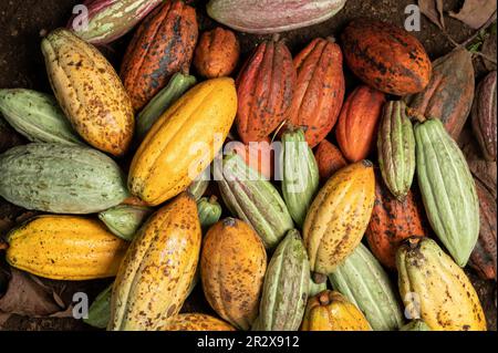 Une pile de dosettes de groupe de cacao coloré repose sur le sol Banque D'Images