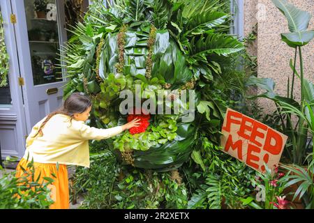 Londres, Royaume-Uni, 21st mai 2023. Un jeune visiteur se familiarise avec l'écran. À l'extérieur de Moyses Stevens, une exposition semble représenter AudreyII, l'usine de "Little Shop of horreurs". Cette année, le thème du festival est « fleurs sur film ». Chelsea in Bloom est le spectacle d'art floral, le festival de fleurs et le concours d'exposition gratuits de Chelsea, qui se déroule parallèlement au salon des fleurs de Chelsea à proximité. Credit: Imagetraceur/Alamy Live News Banque D'Images