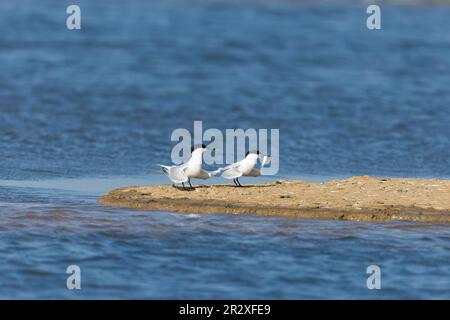 Sterne à sandwich Sterna sandvicensis, 2 adultes de plumage d'été, 1 avec des poissons dans le bec, réserve naturelle de Minsmere RSPB, Suffolk, Angleterre, mai Banque D'Images