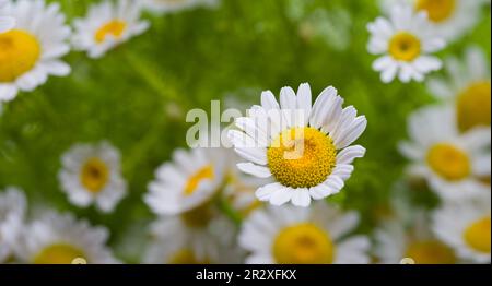 Vue panoramique d'une Marguerite en gros plan. fleurs de printemps Banque D'Images