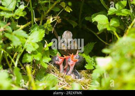 Dunnock Prunella modularis, poussins d'alimentation adultes au nid, Suffolk, Angleterre, mai Banque D'Images